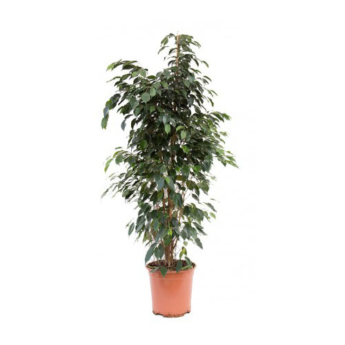 FICUS BENJ EXOTICA COLUMNA C25 H120