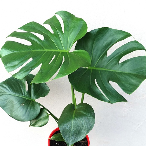 MONSTERA DELICIOASA P14 H45CM