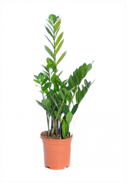 ZAMIOCULCAS ZAMIIFOLIA P17