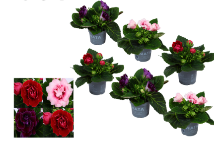 GLOXINIA/ SININGIA MIX P13 H20