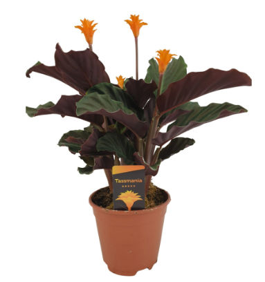 Calathea sanderiana P14 H40