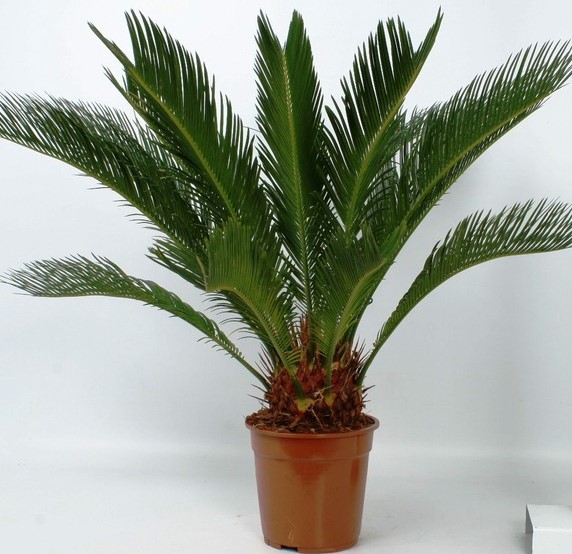 Cycas Revoluta C-17