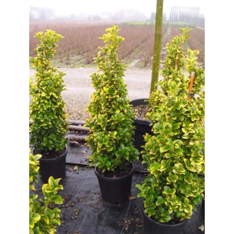 EUONYMUS JAP. ELEGANTISSIMUS AUREUS H 30/40 CLT 3
