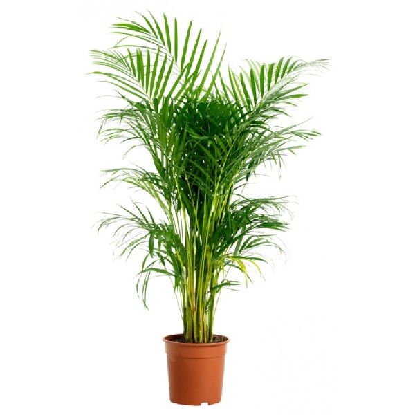 ARECA LUTESCENS P24 H170