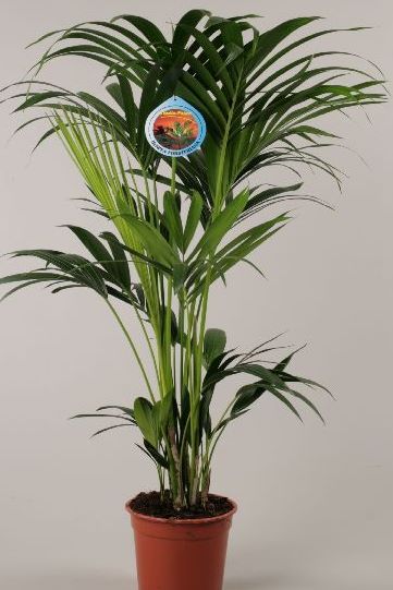 KENTIA (HOWEA FORSTERIANA) C25 GRUPO H180-200