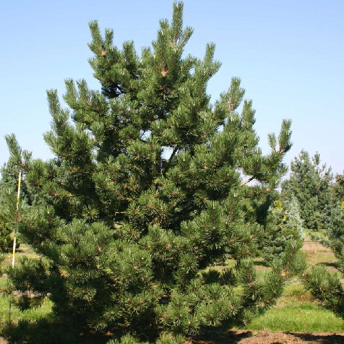 PINUS STROBUS 300/350 BALOT
