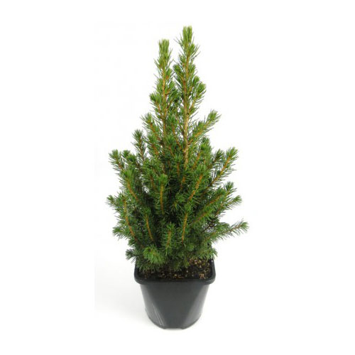 PICEA  ALBERTIANA CONICA  125/150 C18 L