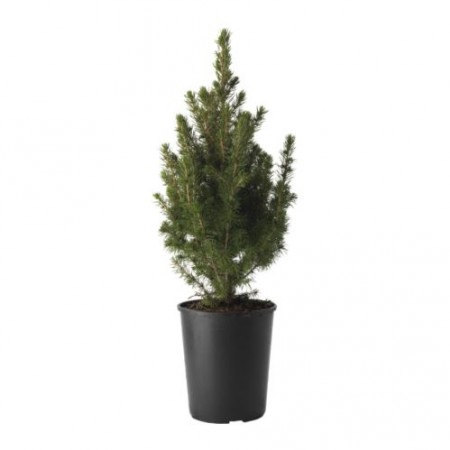 PINUS MUGO  MIX C3L