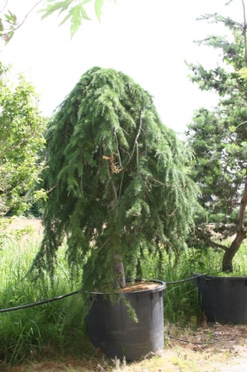 CEDRUS DEODARA PENDULA C50 200/250 CEDRU