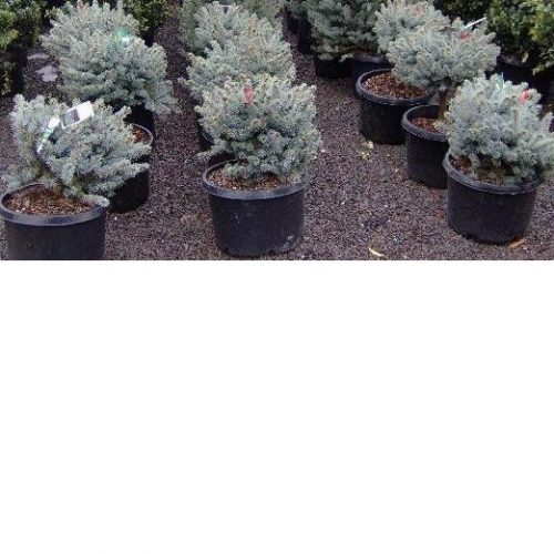 Picea pungens Super Blue P24 H80
