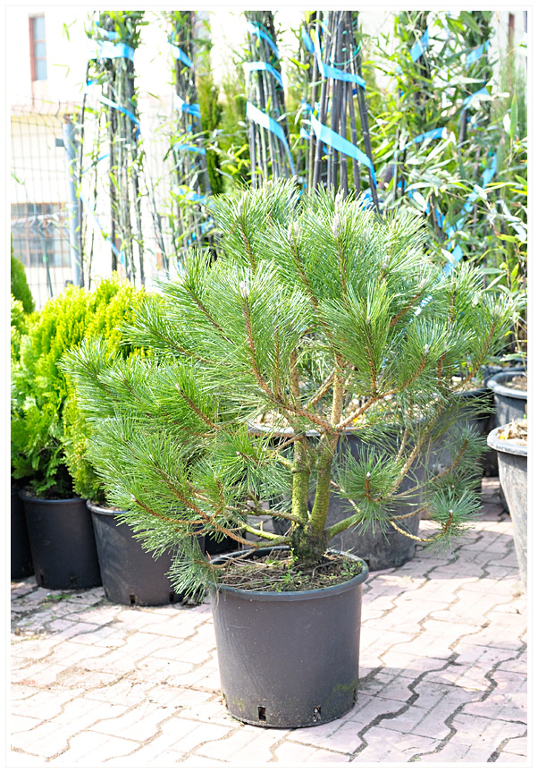 PINUS NIGRA  SELECT 200/225 BALOT  PIN