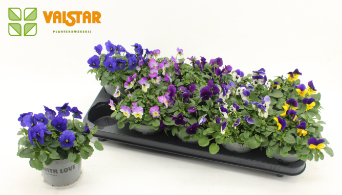 Viola cornuta mix P12 H15