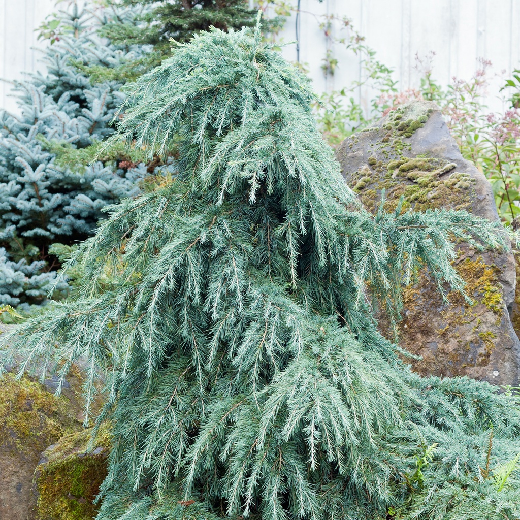 CEDRUS DEODARA FEELIN BLUE PC12 CEDRU