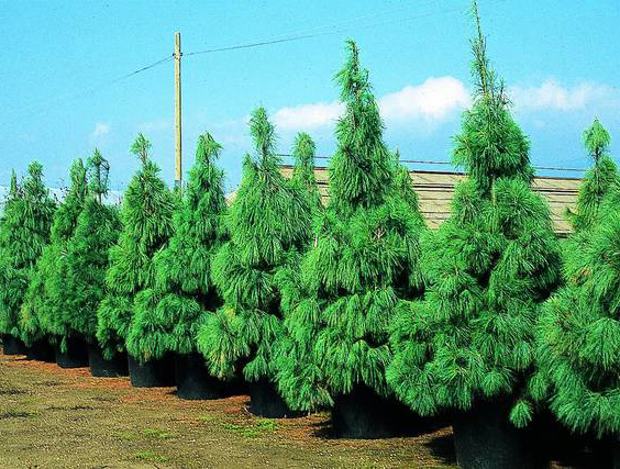 PINUS EXCELSA WALLICHIANA  200/250 C170L