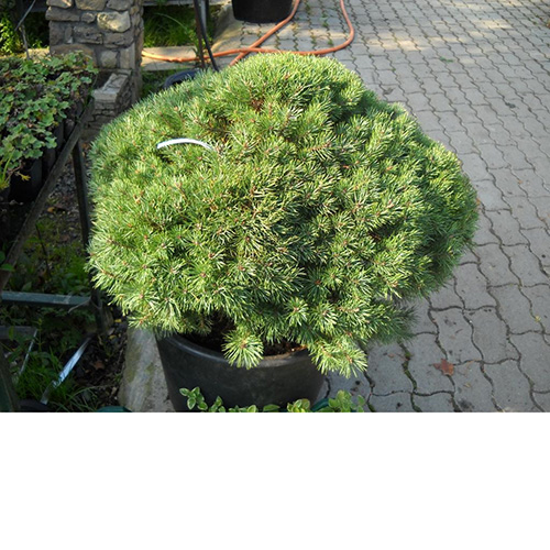 Pinus Sylvestris Ciotola Bonsai 200/250