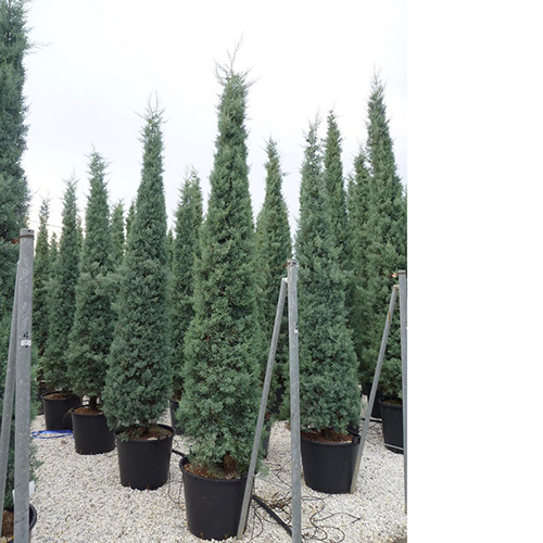 CUPRESSUS ARIZONICA FASTIGIATA C90L 300/350