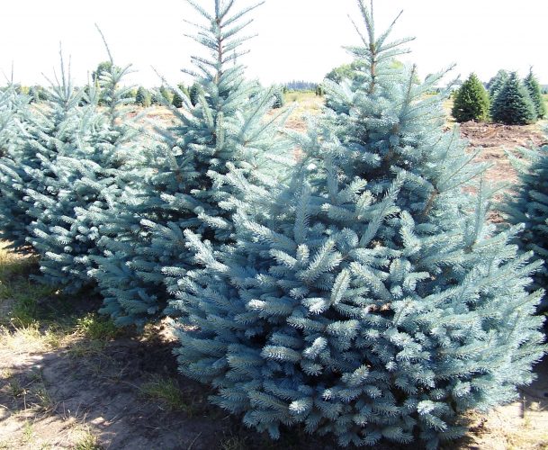 ***PICEA PUNGENS FAT ALBERT C50 100-120 MOLID ARGINTIU