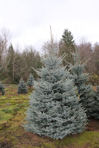 Picea Pungens Balaton 300/350  C500L Molid argintiu
