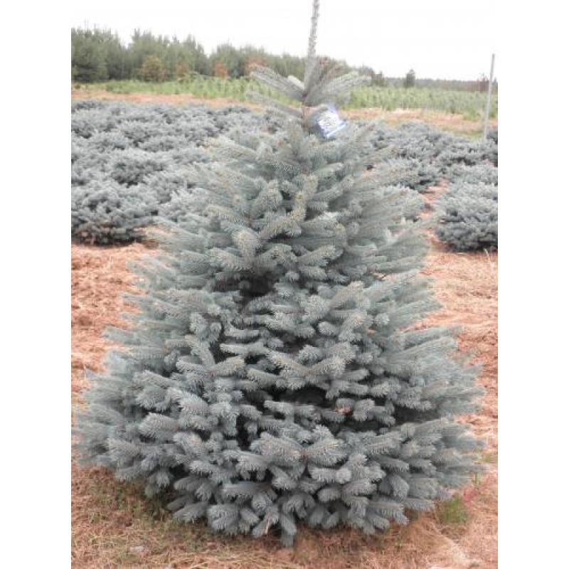 PICEA PUNG. FAT ALBERT 300/350  MOLID ARGINTIU