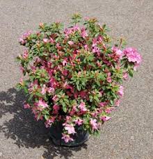 AZALEA JAPONICA C10 40/50