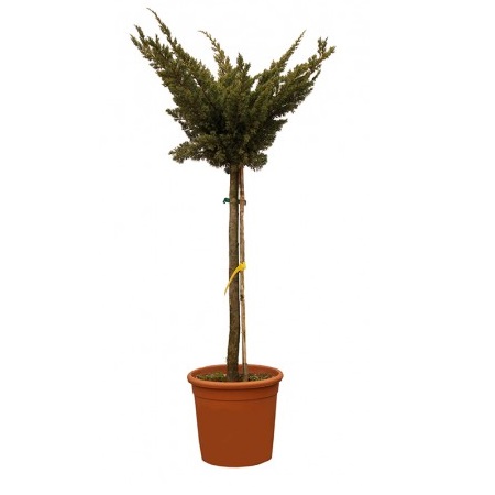 JUNIPERUS IN VARIETY C18 1/2ST IENUPAR