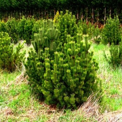 PINUS MUGO MUGHUS  C35 L 80/100
