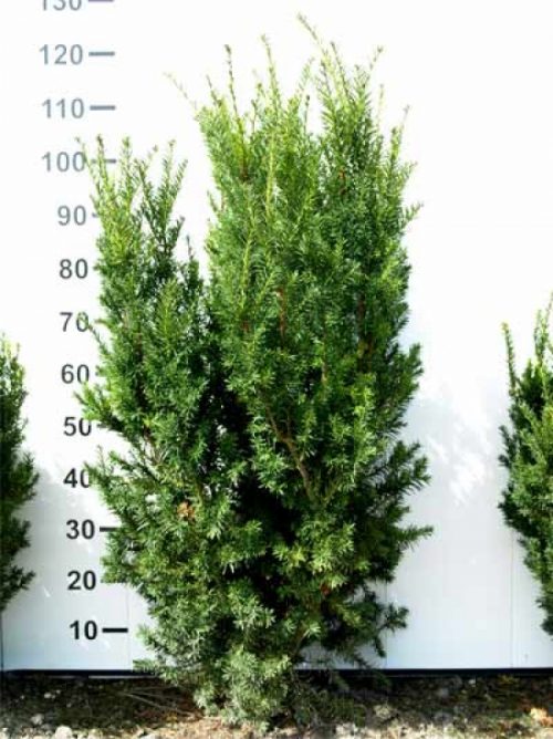 TAXUS MEDIA HICKSII C18 100-125 TISA