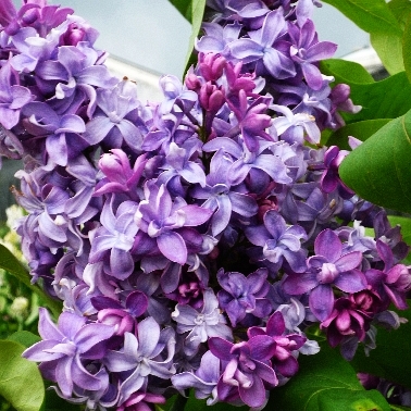 SYRINGA VULG NADEZHDA C60L LILIAC