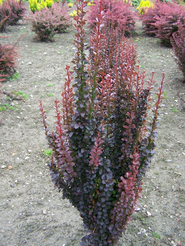 BERBERIS THUNB. RED PILAR C3 40/50  DRACILA