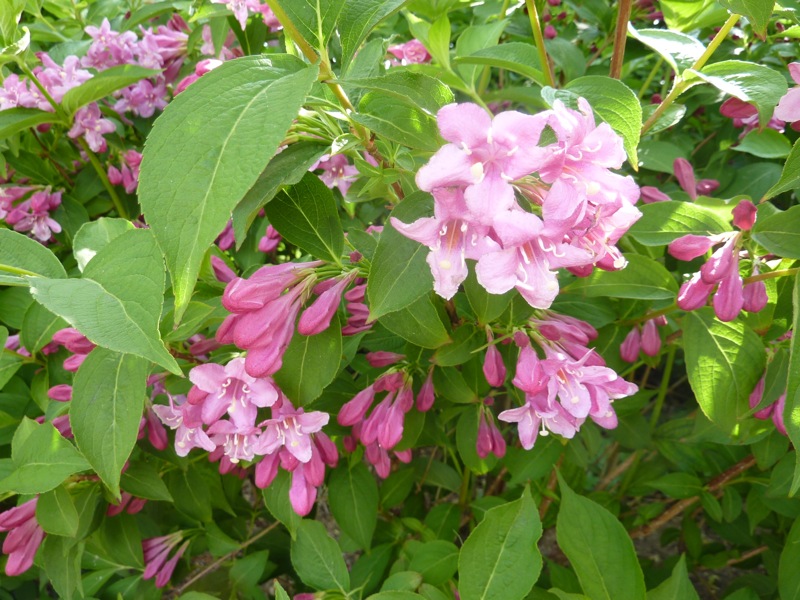 WEIGELA ABEL CARRIERE  80/100 C10L
