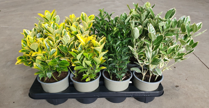 EUONYMUS JAPONICUS MIX P13 H20