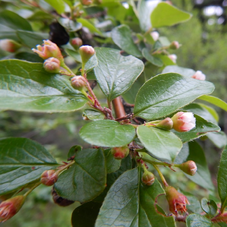 COTONEASTER LUCIDUS C5 H80+