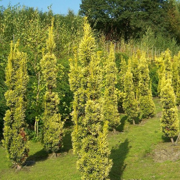TAXUS BACCATA  175/ 200 BALOT
