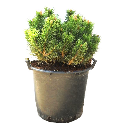 PINUS MUGO VAR PUMILIO 60/80