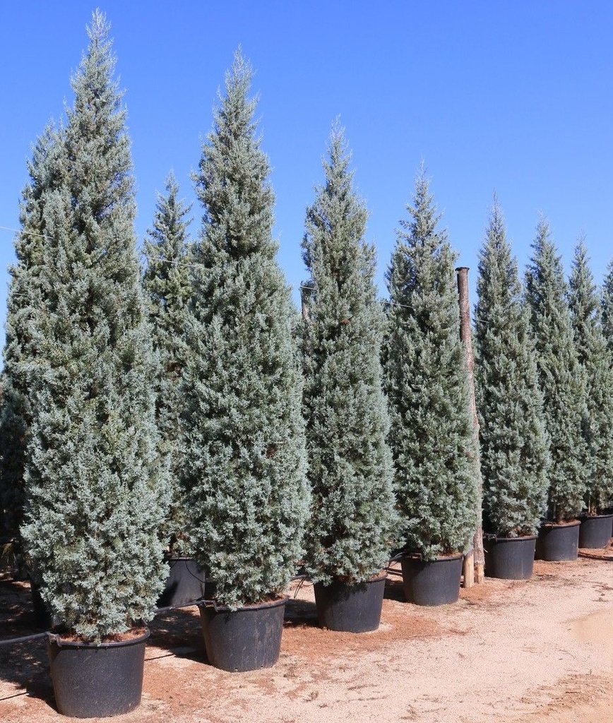 CUPRESSUS ARIZ.FAST. C25 175/200
