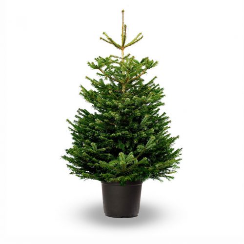 ABIES NORDMANNIANA 125/150  C150L