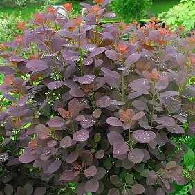 COTINUS COGGYGRIA  P19 H50
