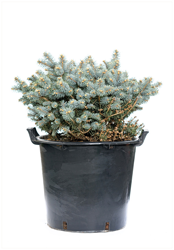 PICEA PUNG. GLAUCA GLOBOSA C30 40/50 MOLID ARGINTIU