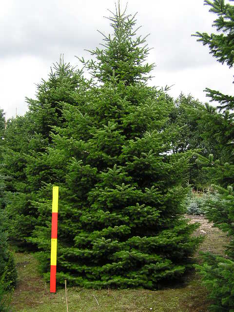 ABIES NORDMANIANA C70 200/250 BRAD