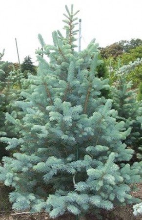 PICEA PUNGENS FAT ALBERT C75 150-175 MOLID ARGINTIU