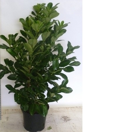 Prunus Laurocerasus Novita 100/125 C10l
