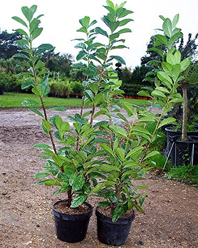 PRUNUS LAUROCERASUS ROTUNDIFOLIA  125/150