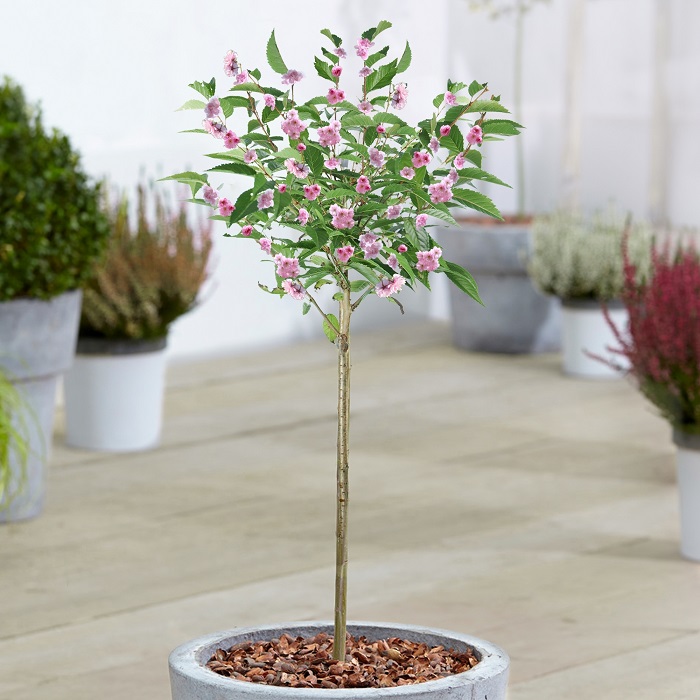 PRUNUS SERULATA KANZAN C30 10/12