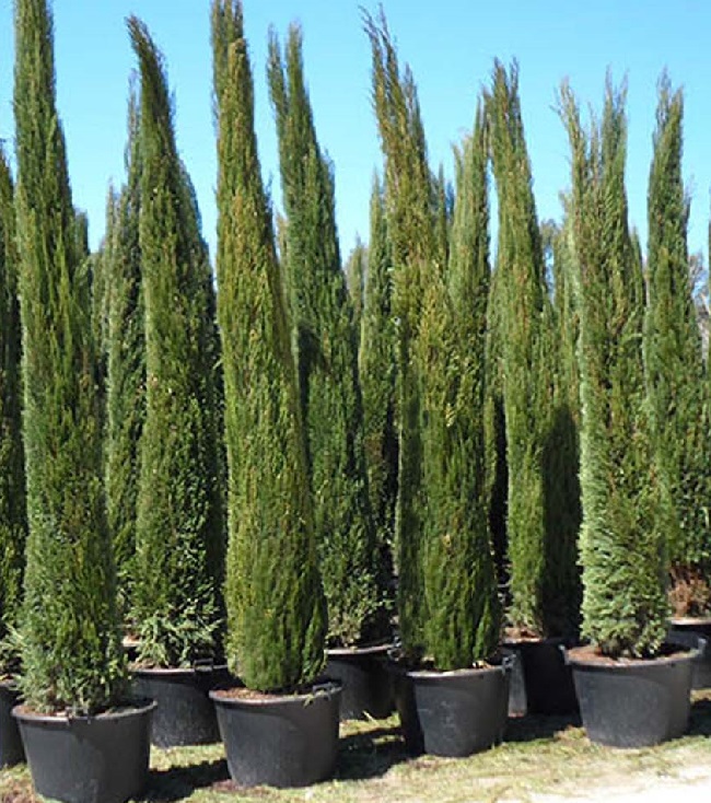 CUPRESSUS SEMPERV. PIRAMID C30L 200/250