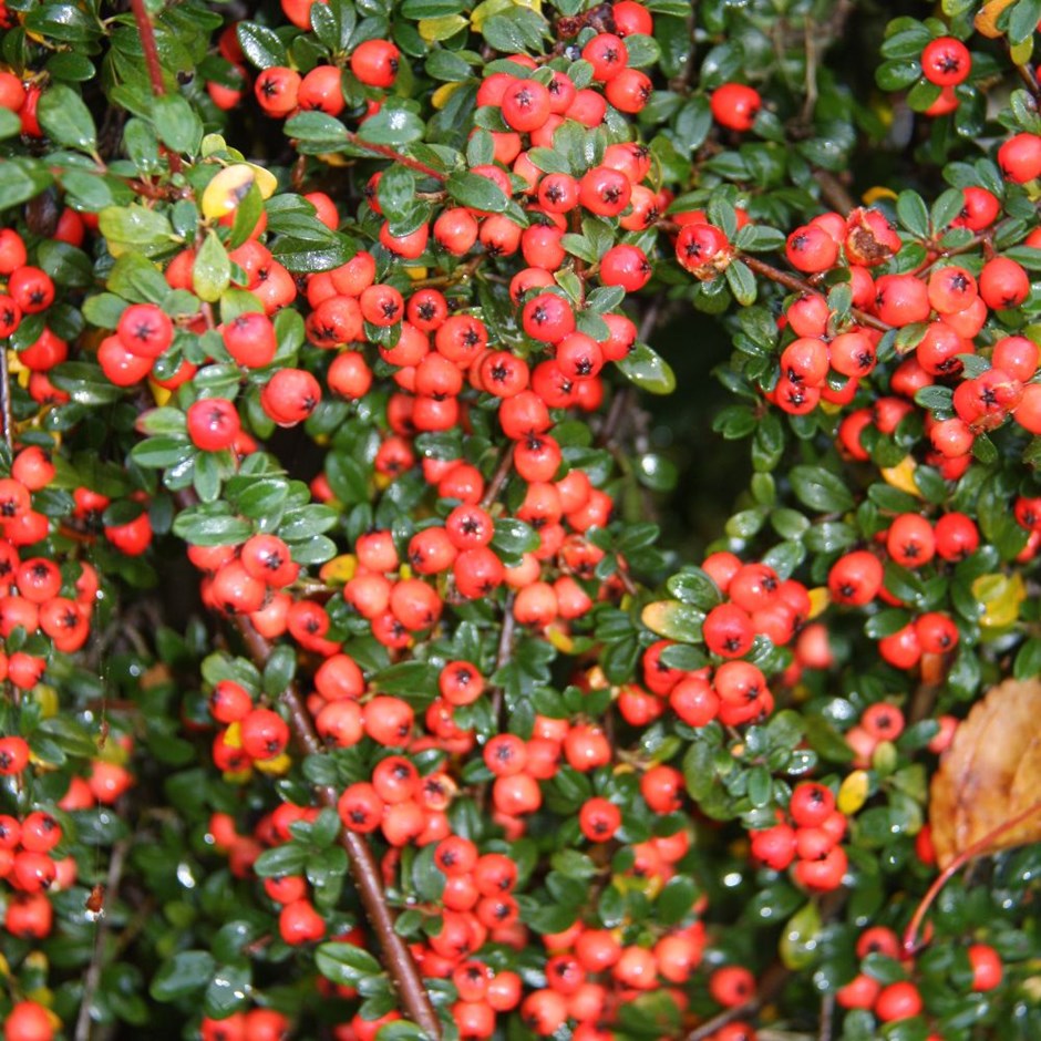 COTONEASTER CORAL BEAUTY C3