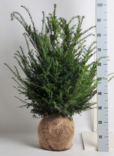 TAXUS BACCATA C30L 60/80  BALL TISA