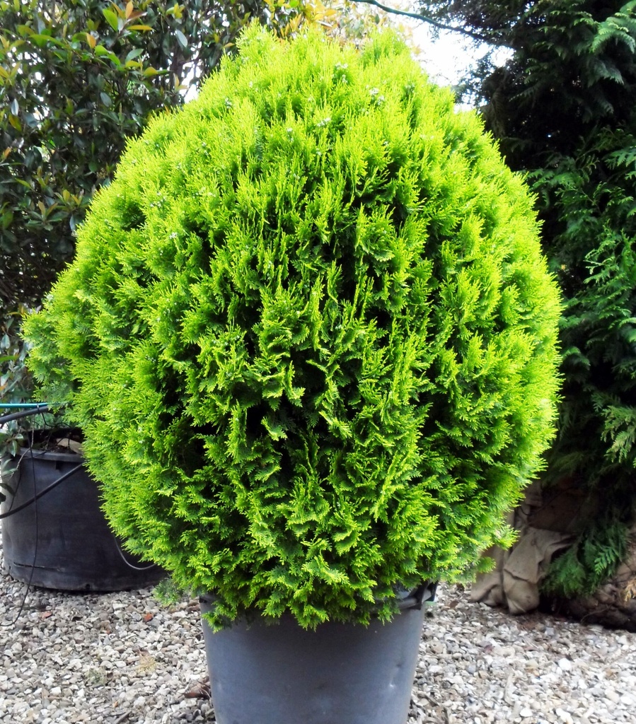 THUYA ORIENTALIS AUREA NANA 40/60 C35