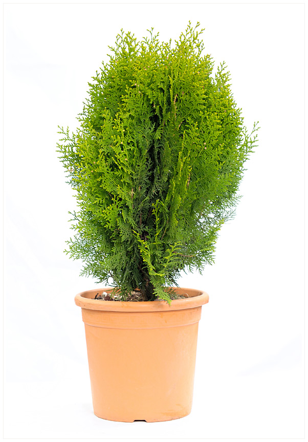 THUYA ORIENTALIS AUREA NANA C12 30/40