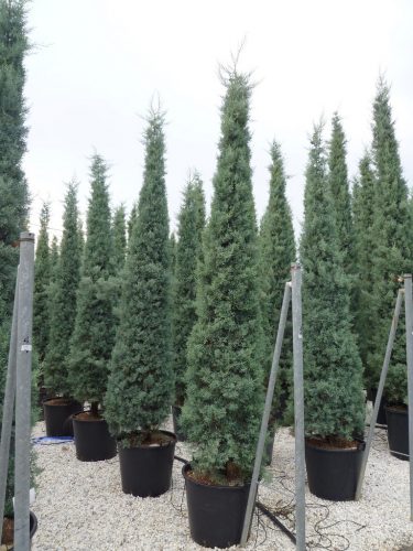 CUPRESSUS ARIZ. FASTIGIATA C65 250/300