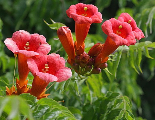BIGNONIA CAMPSIS RADICANS C10 150-200 LULEAUA TURCULUI